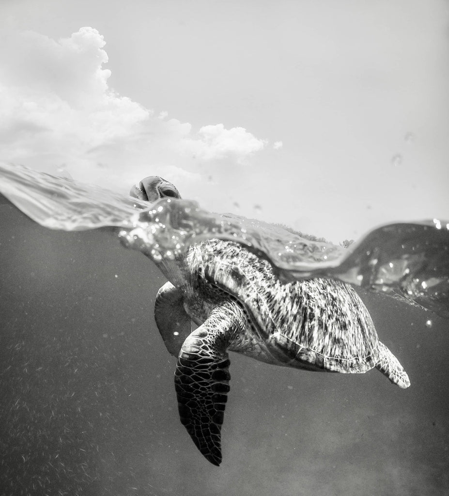 Sea turtle poking its head above water in the ocean